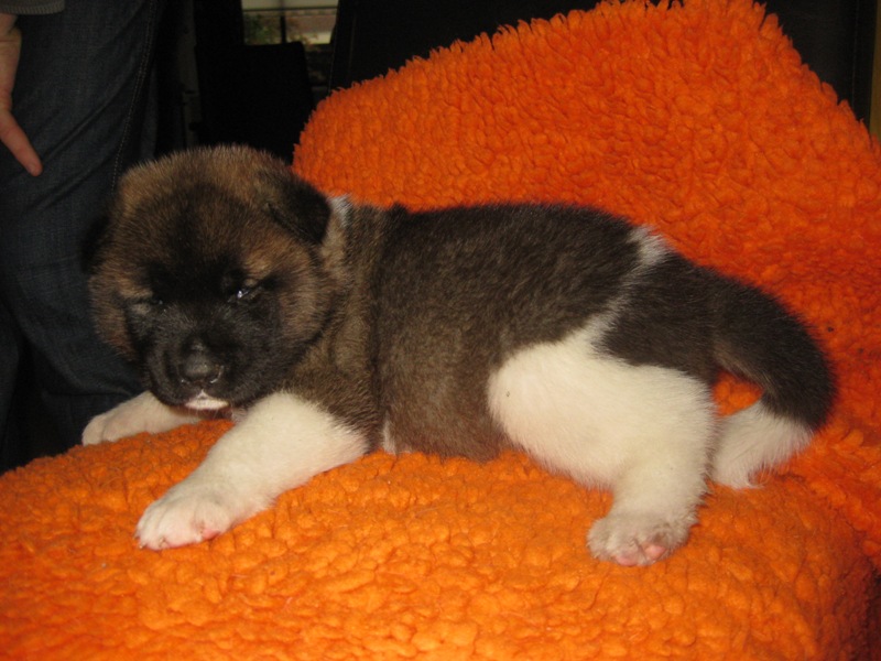 Puppies